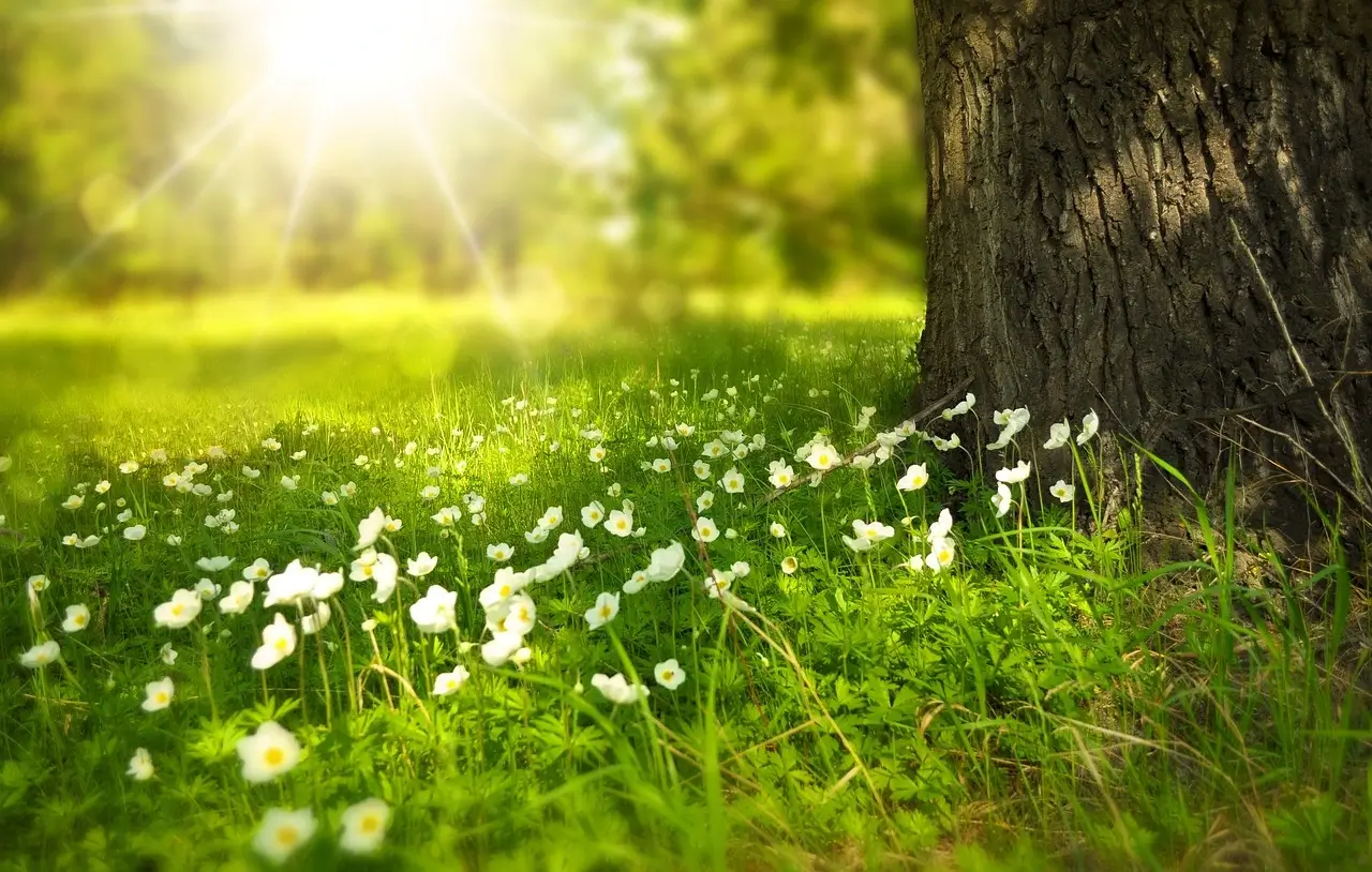Lire la suite à propos de l’article La Motoculture Moderne : Harmonie avec la Nature